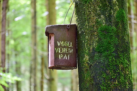 marró, bústia, arbre, caixa niu, bosc, bemoost, molsa, raça, ocell, niu, aviari, refugi, incubadora, alimentador d'ocells, registre, lloc de nidificació, einflugloch, ajuda de nidificació, naturalesa, benestar animal, conservació de la natura, ocells, lloc d’alimentació, fusta, depenen, animal, estètic, centrar-se en primer pla, tronc, tronc de l'arbre, text, planta, comunicació, guió occidental, informació, primer pla, metall, dia, cap gent, color verd, signe, a l'aire lliure, signe d'informació, creixement, missatge, 5K, CC0, domini públic, lliure de regalies