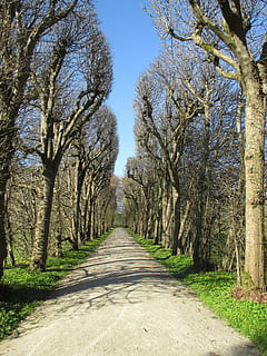 avinguda, arbres, primavera, lluny, parc, planta, avinguda amb arbres, ombra, arbre, naturalesa, sendera, bosc, a l'aire lliure, paisatge, el camí a seguir, direcció, perspectiva decreixent, treelined, dia, punt de fuga, llum solar, cap gent, tranquil·litat, cel, escena tranquil·la, carretera, creixement, terra, llarg, 4K, CC0, domini públic, lliure de regalies