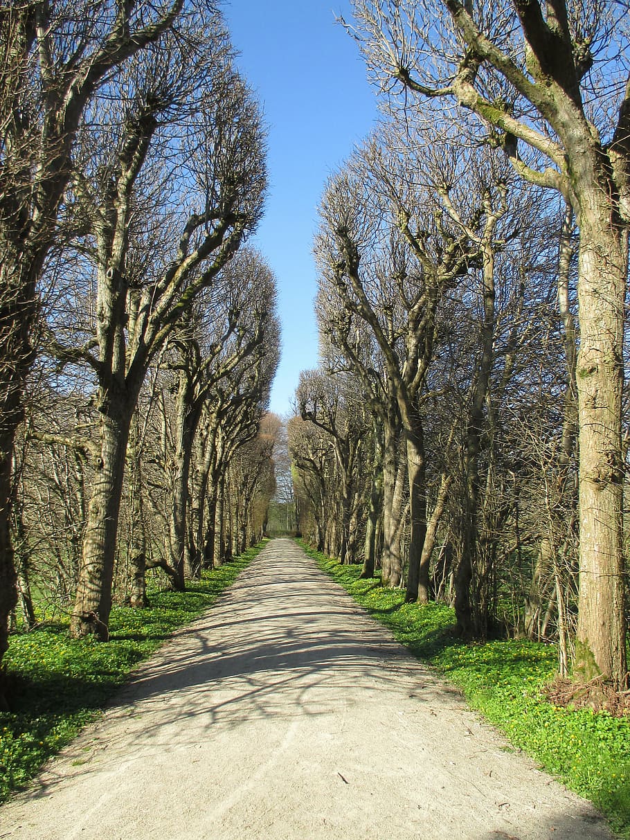 avinguda, arbres, primavera, lluny, parc, planta, avinguda amb arbres, ombra, arbre, naturalesa, sendera, bosc, a l'aire lliure, paisatge, el camí a seguir, direcció, perspectiva decreixent, treelined, dia, punt de fuga, llum solar, cap gent, tranquil·litat, cel, escena tranquil·la, carretera, creixement, terra, llarg, 4K