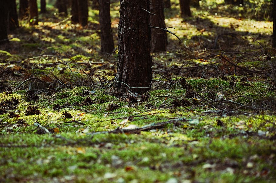 foresta, albero, erba, natura, verde, ambiente, estate, legna, naturale, stagione, paesaggio, primavera, parco, ramo, alberi forestali, all'aperto, le foglie, soleggiato, luce del giorno, terra, pianta, tronco d'albero, tronco, crescita, la tranquillità, giorno, messa a fuoco selettiva, campo, nessuno, luce del sole, bellezza nella natura, scena tranquilla, colore verde, muschio, 5K