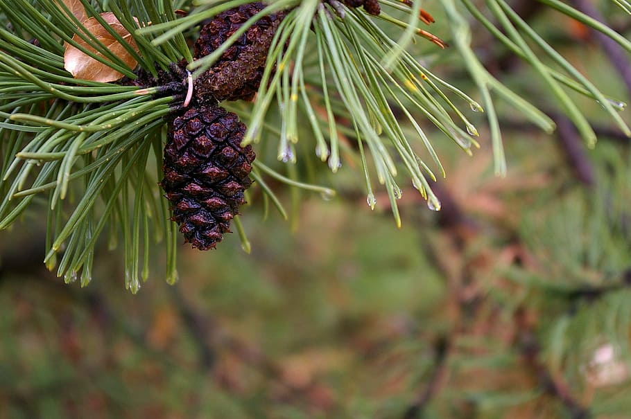 fyrretræ, nål, træ, grøn, natur, afdeling, stedsegrønne, plante, Brun, kegle, nåletræ, farve, liv, frodig, fotografering, Kvist, Skov, knop, løv, harpiks, harpiksholdige, regn, våd, fugtig, dråber, tæt, blad, vækst, urte, umoden, ung, mad og drikke, mad, sund kost, frugt, tæt på, friskhed, grøn farve, plante del, ingen mennesker, fokus på forgrunden, dag, skønhed i naturen, tropisk frugt, udendørs, moden, lilla, nål - plante del, 2K