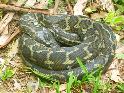 slange, python, krybdyr, dyreliv, mønster, vægt, natur, oprullet, slangeskind, spole, kure, hud, dyre temaer, dyr i naturen, et dyr, dyr, hvirveldyr, ingen mennesker, dag, rullet op, tæt på, skilt, plante, dyre skala, jord, dyr kropsdel, advarselsskilt, meddelelse, udendørs, giftig, 2K, CC0, offentligt domæne, royaltyfrie