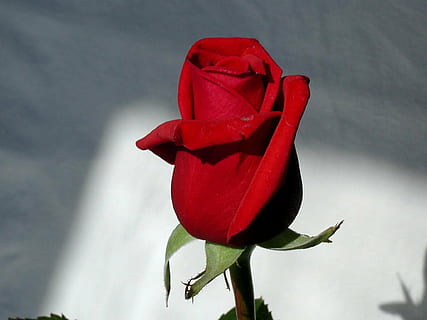 rosa, vermelho, haste, plantar, flor, planta com flores, pétala, Flor rosa, fechar-se, natureza, beleza na natureza, cabeça de flor, fragilidade, vulnerabilidade, inflorescência, frescura, ninguém, dia, parte da planta, folha, 1080P, CC0, domínio público, royalty free
