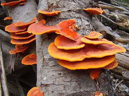fungus, trunk, ear nerve, orange, plant, orange color, growth, food, close-up, day, no people, nature, mushroom, tree, vegetable, tree trunk, beauty in nature, food and drink, outdoors, plant part, high angle view, toadstool, 2K, CC0, public domain, royalty free