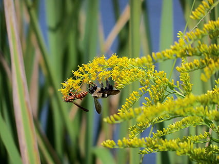 galben jachetă, albină, insecte, galben, inflori, insectă, aripă, animale sălbatice, gândac, mic, delicat, fragil, antene, torace, sălbatic, entomologie, în aer liber, viaţă, natură, nevertebrat, floare, plantă, creştere, Culoarea verde, animale tematice, animale în sălbăticie, animal, un animal, frumusețe în natură, a închide, planta cu flori, zi, selectiv, nici o persoana, să se concentreze asupra primelor elemente, animal aripă, polenizare, cap de floare, fluture - insectă, 2K, CC0, domeniu public, fără drepturi de autor
