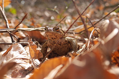gripau comú, gripau, amfibis, tancar, marró, fulles, terra, tardor, temes d'animals, fauna animal, animal, animals a la natura, un animal, enfocament selectiu, naturalesa, cap gent, primer pla, amfibi, planta, granota, vertebrats, a l'aire lliure, dia, centrar-se en primer pla, part de la planta, mirant la càmera, 2K, CC0, domini públic, lliure de regalies