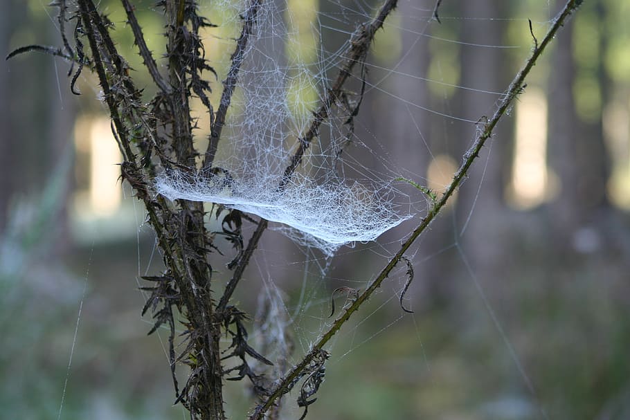 teranyina, morgentau, xarxa, centrar-se en primer pla, fragilitat, primer pla, planta, naturalesa, cap gent, vulnerabilitat, arbre, dia, aranya, complexitat, tronc de l'arbre, a l'aire lliure, branca, tronc, aigua, tirar, web, rosada, 2K