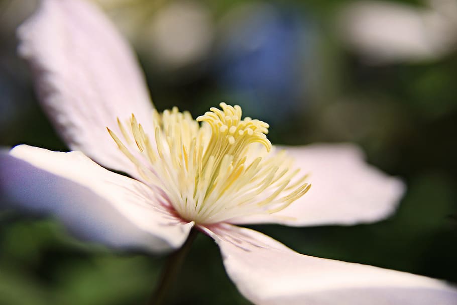 flor petalada blanca, flor, florir, rosa, planta, pistil, groc, naturalesa, pètal, cap de flor, primer pla, nenúfar, nenúfar de lotus, bellesa a la natura, full, planta amb flors, frescor, vulnerabilitat, fragilitat, creixement, inflorescència, enfocament selectiu, dia, primavera, centrar-se en primer pla, a l'aire lliure, cap gent, pol·len, suavitat, jardí ornamental, puresa, 4K