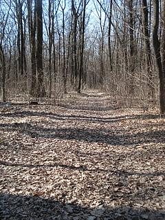 pista, sentiero, boschi, foresta, solitudine, silenzioso, natura, alberi, strada forestale, appartato, di stagione, morto, Marrone, albero, bosco, albero nudo, tronco d'albero, terra, la tranquillità, pianta, nessuno, scena tranquilla, giorno, tronco, scenics - natura, paesaggio, scena non urbana, bellezza nella natura, all'aperto, ambiente, luce del sole, modificare, 2K, CC0, dominio pubblico, privo di copyright