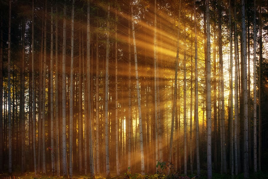 luz del sol, viniendo, detrás, arboles, oscuridad, fondo, modelo, madera, bosque, rayos, ligero, rayo de sol, Mañana, calina, brumoso, niebla, estructura, naranja, dorado, naturaleza, vistoso, pino, árbol, planta, nadie, paisajes - naturaleza, tierra, tranquilidad, belleza en la naturaleza, tronco de arbol, crecimiento, el maletero, escena tranquila, al aire libre, escena no urbana, idílico, iluminado, transmisión, 5K