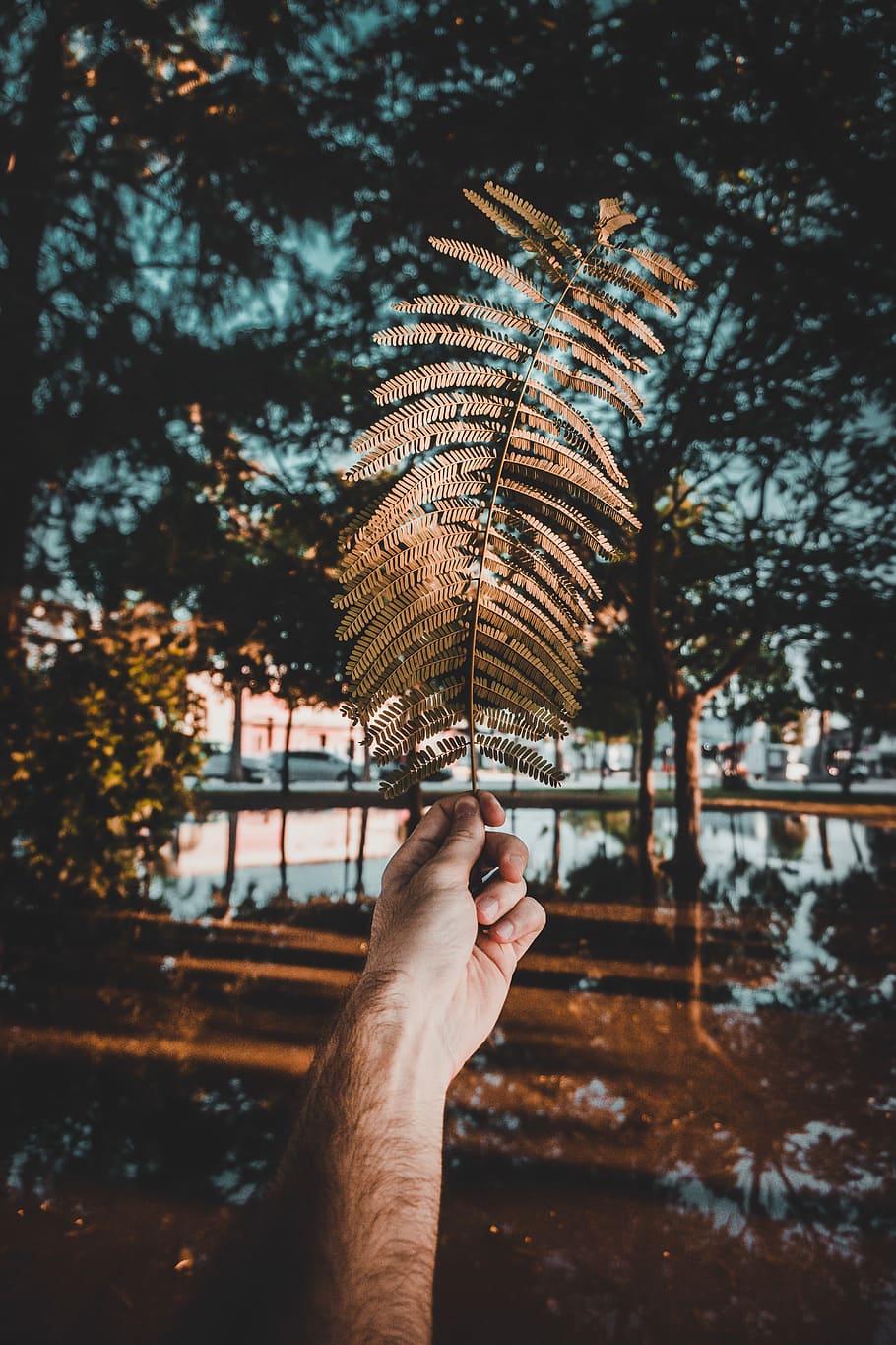 persona, celebració, marró, full, fulles, falguera, mà, braç, fusta, llac, aigua, sol, estiu, naturalesa, a l'aire lliure, parc, la vida, lut, la llum del dia, caigut, canviant d'humor, mà humana, arbre, planta, una persona, part del cos humà, persones reals, perspectiva personal, centrar-se en primer pla, estils de vida, cel, activitat d'oci, persona irreconeixible, part del cos, primer pla, dit, 5K