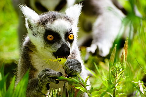Affe, Katta, isst, Tierwelt, Lemur, Tiere in freier Wildbahn, ein Tier, Pflanze, Säugetier, Natur, Wirbeltier, keine Leute, Blatt, Pflanzenteil, Baum, Primas, Porträt, draußen, Tag, Nahansicht, gelbe Augen, 2K, CC0, gemeinfrei, lizenzfrei