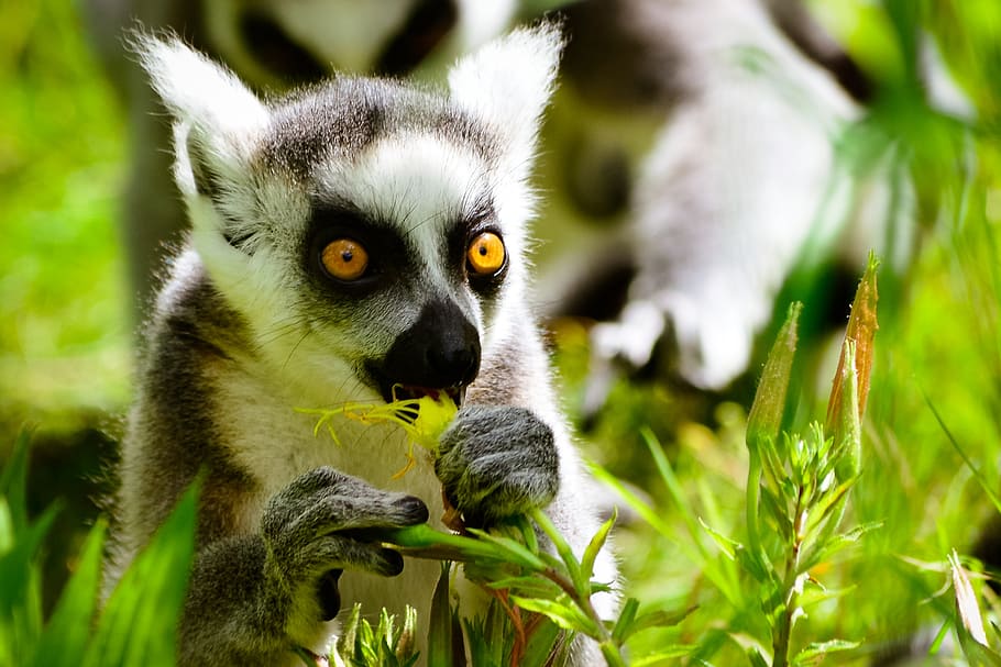 mico, lèmur de cua de l'anell, menja, fauna animal, lemur, animals a la natura, un animal, planta, mamífer, naturalesa, vertebrats, cap gent, full, part de la planta, arbre, primat, retrat, a l'aire lliure, dia, primer pla, ulls grocs, 2K
