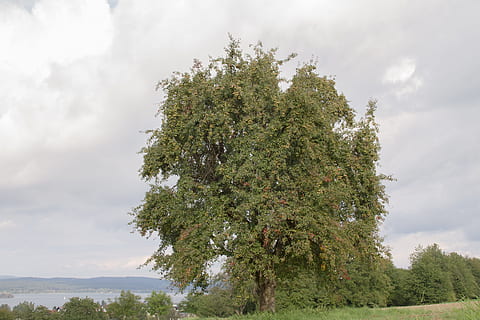 copac, pară, pomi fructiferi, fruct, fructe, plantă, nor - cer, cer, creştere, Culoarea verde, natură, frumusețe în natură, nici o persoana, zi, liniște, o scenă liniștită, scenice - natura, scenă non-urbană, în aer liber, vedere unghiulară joasă, teren, idilic, mediu inconjurator, conifer, 4K, CC0, domeniu public, fără drepturi de autor