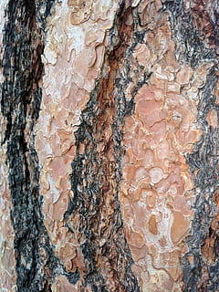abbaiare, struttura, ruvido, natura, albero, legna, tronco, Materiale, naturale, macro, pianta, biologico, Marrone, superficie, pino, ambiente, a falde, crepacci, aspro, all'aperto, strutturato, roccia - oggetto, tronco d'albero, sfondi astratti, fotogramma intero, sfondi, avvicinamento, modello, corteccia vegetale, nessuno, modello naturale, solido, giorno, roccia, crescita, effetto strutturato, lichene, 4K, CC0, dominio pubblico, privo di copyright