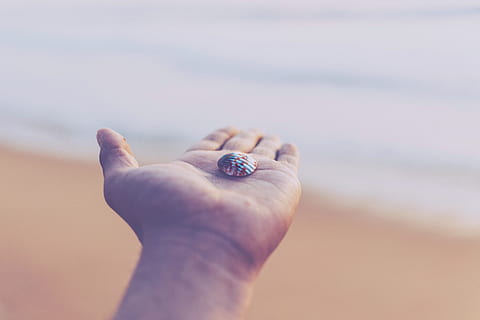 selektiv, fokusbild, vit, röd, snäckskal, topp, person, vänster, handflatan, innehav, skal, vänd, havsstrand, funderingar, hand, strand, hav, sand, natur, sommar, mänsklig hand, semester, vatten, utomhus, kustlinje, våg, människor, närbild, mänskligt finger, mänsklig kroppsdel, en person, dag, kroppsdel, Smycken, djurliv, landa, fokusera på förgrunden, finger, ringa, små, marin-, 5K, CC0, offentligt domän, royaltyfria