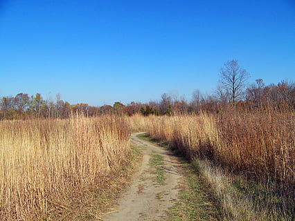 ścieżka, pole, jesień, upadek, chwasty, drzewa, jesień, spadek, niebieski, niebo, trawa, krajobraz, Natura, droga naprzód, roślina, spokój, spokojna scena, czyste Niebo, wylądować, scenics - natura, piękno natury, środowisko, żadnych ludzi, drzewo, scena pozamiejska, wzrost, kopia przestrzeń, dzień, na dworze, szlak, 2K, CC0, domena publiczna, darmowe zdjęcia