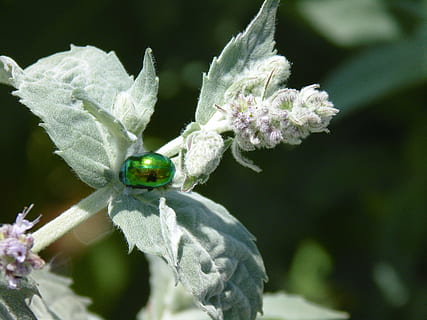 insetto, scarafaggio, bug, verde, natura, dettaglio, pianta, avvicinamento, macro, foglia, colore verde, fiore, pianta fiorita, temi animali, un animale, fauna selvatica, animale, animali allo stato selvatico, crescita, bellezza nella natura, invertebrato, freschezza, nessuno, concentrarsi sulle conoscenze acquisite, fragilità, vulnerabilità, petalo, testa di fiore, all'aperto, impollinazione, 5K, CC0, dominio pubblico, privo di copyright