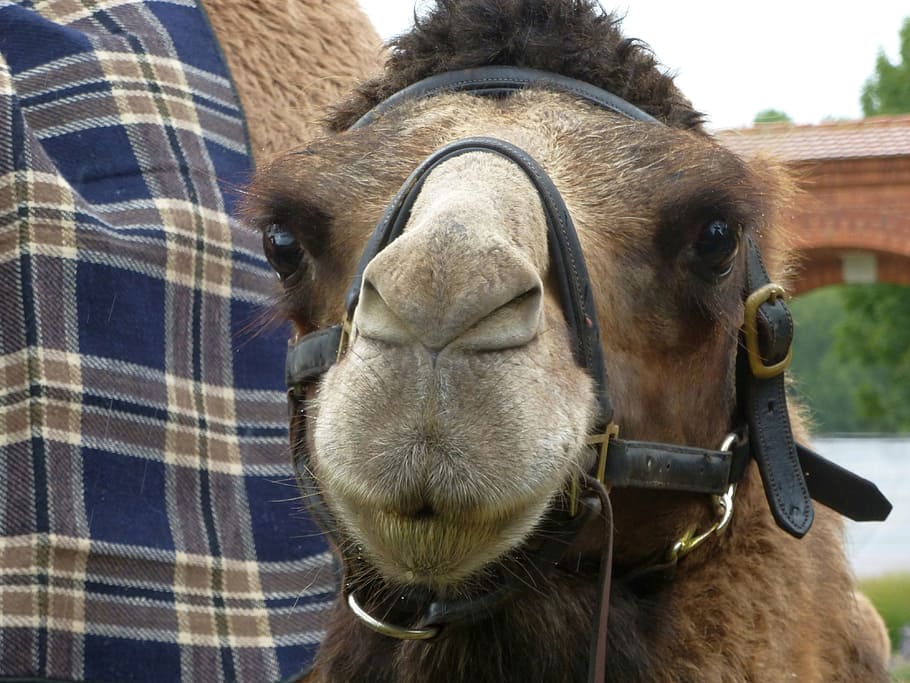 camell, cara, tancar, gep, animal del desert, cap, nau del desert, món animal, retrat animal, ull, mamífer, temes d'animals, animal, animals domèstics, nacional, mascotes, un animal, bestiar, part del cos dels animals, vertebrats, primer pla, cap d’animals, cap gent, dia, fauna animal, animal de treball, brida, centrar-se en primer pla, nas animal, a l'aire lliure, herbívors, musell, boca d’animals, 4K