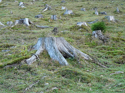 grey, tree stumps, green, grass, Deforestation, Forest, Tree Stump, logging, dying tree, meadow, woodworks, wood, tree, tree trunks, timber, one animal, animals in the wild, no people, animal wildlife, nature, plant, land, day, field, beauty in nature, tranquility, environment, non-urban scene, growth, scenics - nature, outdoors, tranquil scene, green color, wood - material, landscape, dead plant, 2K, CC0, public domain, royalty free