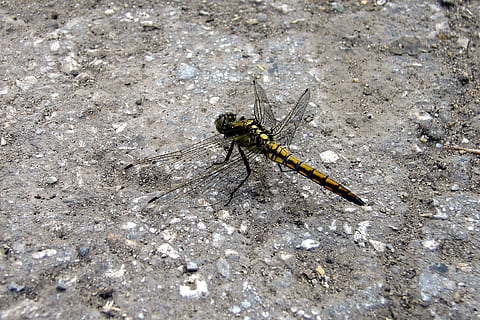libellula, macro, estate, temi animali, animale, un animale, insetto, fauna selvatica, invertebrato, animali allo stato selvatico, giorno, vista dall'alto, nessuno, natura, avvicinamento, all'aperto, ala animale, luce del sole, zoologia, strutturato, solido, terra, campo, 2K, CC0, dominio pubblico, privo di copyright