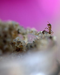 myre, Insecta, sand, selektiv fokusering, dyr i naturen, hvirvelløse, dyreliv, dyre temaer, tæt på, dyr, insekt, et dyr, ingen mennesker, natur, leddyr, zoologi, dag, edderkop, udendørs, arachnid, lyserød farve, 2K, CC0, offentligt domæne, royaltyfrie