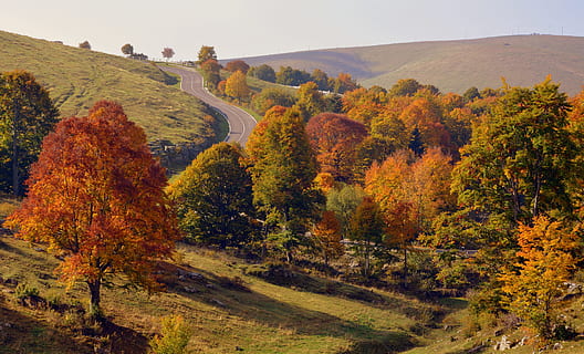 verde, arancia, alberi, strada, escursione, autunno, montagna, il percorso europeo, e5, Lessinia, Italia, albero, pianta, modificare, scenics - natura, natura, bellezza nella natura, la tranquillità, terra, ambiente, paesaggio, nessuno, scena tranquilla, giorno, colore arancione, all'aperto, foresta, cielo, scena non urbana, collezione autunnale, 5K, CC0, dominio pubblico, privo di copyright
