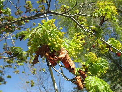 Blatt, Baum, Frühling, fallen, Grün, braun, Wachstum, Blätter, am Leben, tot, Natur, Ast, Pflanze, Pflanzenteil, Flachwinkelansicht, Essen und Trinken, grüne Farbe, Tag, Lebensmittel, Obst, gesundes Essen, Fokus auf den Vordergrund, keine Leute, Frische, Schönheit in der Natur, draußen, Sonnenlicht, 4K, CC0, gemeinfrei, lizenzfrei