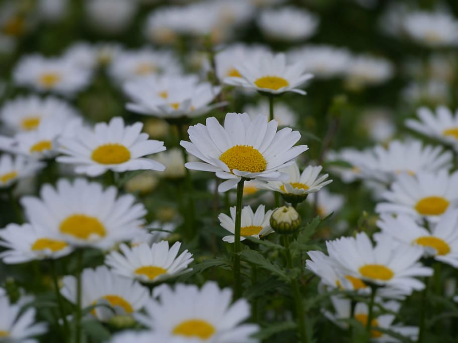 margarida, margareta, incomptables, gregarietat, un costat, jardí de flors, flors, blanc, crisantem, verd, molts, bonic, fragància, aroma, yokosuka, kanagawa, Japó, Parc otsu, antomasako, llit de flors, floració, femella, estambres, groc, blanc pur, meek, petit, abril, planta amb flors, flor, frescor, vulnerabilitat, fragilitat, bellesa a la natura, planta, pètal, creixement, inflorescència, cap de flor, Color blanc, primer pla, enfocament selectiu, pol·len, naturalesa, dia, cap gent, 4K