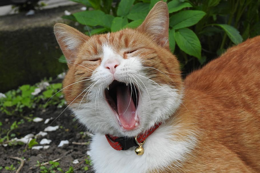 orange Tabbykatze, Tiere, Katze, charmant, Haustiere, Porträt, Säugetiere, Kätzchen, flauschige, am Hof ​​von, Natur, Tierthemen, ein Tier, inländisch, Tier, Hauskatze, Säugetier, katzenartig, Wirbeltier, Mund offen, Mund, Whisker, Augen geschlossen, Nahansicht, Tierkörperteil, Fokus auf den Vordergrund, Gähnen, keine Leute, Tierkopf, Tierzunge, Tiermund, rote Katze, 4K