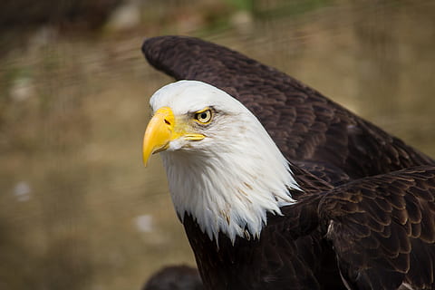 avvicinamento, fotografia, Marrone, bianca, aquila, focalizzata, foto, Calvo, feroce, uccello, predatore, becco, aquila - uccello, aquila calva, uccello rapace, natura, animale, Stati Uniti d'America, carnivoro, maestoso, animali allo stato selvatico, piuma, testa di animale, un animale, temi animali, fauna selvatica, vertebrato, concentrarsi sulle conoscenze acquisite, giorno, nessuno, analizzare, cercare, guardare, guardando lontano, giallo, 5K, CC0, dominio pubblico, privo di copyright