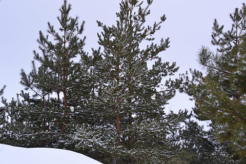 hivern, arbre, neu, pi, bosc, naturalesa, bosc d’hivern, Rússia, arbres, agulles, planta, temperatura de fred, arbre de coníferes, cel, cap gent, creixement, dia, branca, pinàcies, bellesa a la natura, terra, congelat, escenics - natura, a l'aire lliure, bosc de pi, arbre de fulla perenne, fusta de pi, nevar, 4K, CC0, domini públic, lliure de regalies