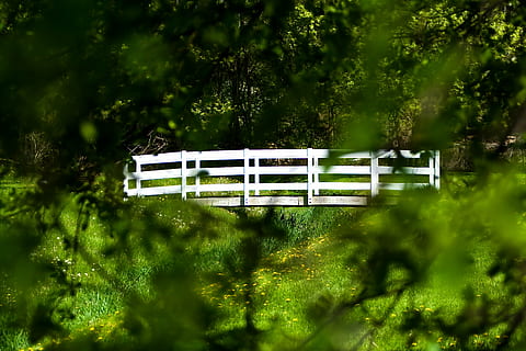 ponte, arvores, floresta, branco, de madeira, panorama, natureza, verde, madeira, parque, lagoa, calmo, plantar, cor verde, árvore, foco seletivo, crescimento, dia, ninguém, ao ar livre, foco no fundo, terra, Banco, assento, tranquilidade, cena tranquila, campo, folhagem, Transporte ferroviário, banco de parque, 4K, CC0, domínio público, royalty free