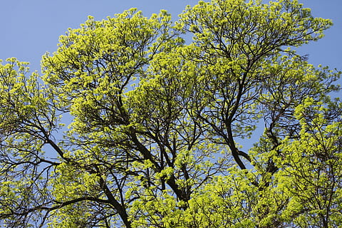 Copa das árvores, carvalho, árvore, floresta, sai, Primavera, verão, madeira, ramo, exuberante, folhagem, plantar, verde, crescimento, beleza na natureza, visão de baixo ângulo, céu, natureza, flor, dia, cor verde, planta com flores, ninguém, tranquilidade, amarelo, ao ar livre, céu limpo, fragilidade, frescura, 4K, CC0, domínio público, royalty free