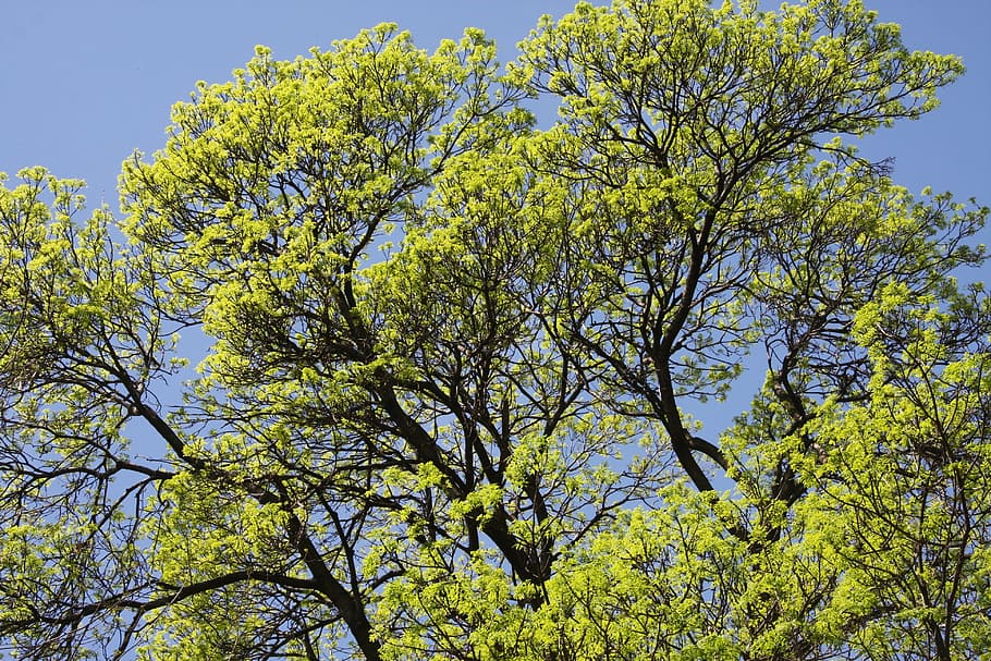 Copa das árvores, carvalho, árvore, floresta, sai, Primavera, verão, madeira, ramo, exuberante, folhagem, plantar, verde, crescimento, beleza na natureza, visão de baixo ângulo, céu, natureza, flor, dia, cor verde, planta com flores, ninguém, tranquilidade, amarelo, ao ar livre, céu limpo, fragilidade, frescura, 4K
