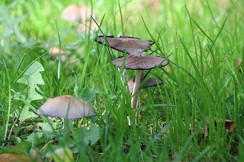 fungo, natura, eucarioti, foresta, autunno, legna, pianta, crescita, erba, terra, campo, cibo, verdura, bellezza nella natura, messa a fuoco selettiva, colore verde, nessuno, avvicinamento, fungo velenoso, freschezza, fragilità, giorno, vulnerabilità, all'aperto, livello di superficie, 5K, CC0, dominio pubblico, privo di copyright