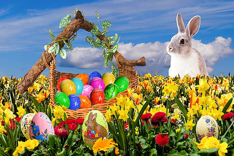 Pasqua, Feliç Pasqua, niu de Pasqua, osterkorb, ou de Pasqua, ou, sorpresa, primavera, ou pintat, salutació de pasqua, conill de Pasqua, cistella, niu, color, colorit, osterglocken, narcisos, flor d’oques, flors, flor, planta amb flors, planta, representació animal, multicolor, representació, celebració, animal, naturalesa, festa, cap gent, mamífer, conill - animal, frescor, cel, a l'aire lliure, cap de flor, 2K, CC0, domini públic, lliure de regalies