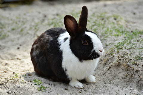colpo di macro, nero, bianca, coniglio, lepre, piccola lepre, animale, primavera, animale domestico, carina, a lungo, dolce, pelliccia, nager, coniglio - animale, animali domestici, Pasqua, mammifero, azienda agricola, erba, piccolo, temi animali, un animale, concentrarsi sulle conoscenze acquisite, domestico, terra, nessuno, fauna selvatica, vertebrato, natura, giorno, avvicinamento, campo, erbivoro, animali allo stato selvatico, orecchio animale, baffo, 5K, CC0, dominio pubblico, privo di copyright