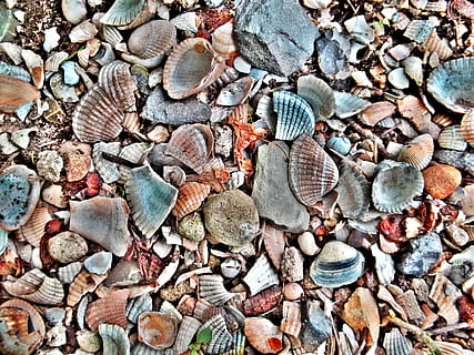sortierte Muschellos, Muscheln, Schaltier, Muschelschalen, Strand, bunt, Steine, Boden, Natur, Hintergrundbild, Meer, Tierhülle, Hintergründe, Muster, Vollbild, Fülle, Tag, große gruppe von gegenständen, keine Leute, Stein - Objekt, High Angle View, Variation, Stein, texturiert, solide, draußen, Holz - Material, Nahansicht, Rock, Holz, Schale, Land, Kieselstein, 1080P, CC0, gemeinfrei, lizenzfrei