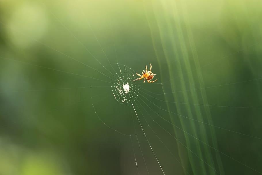 aranya, predador de teranyina, presa, teranyina, temes d'animals, animal, fragilitat, aràcnids, animals a la natura, invertebrat, un animal, fauna animal, primer pla, artròpode, insecte, centrar-se en primer pla, vulnerabilitat, cap gent, web, cames d’animal, supervivència, dia, a l'aire lliure, complexitat, 4K