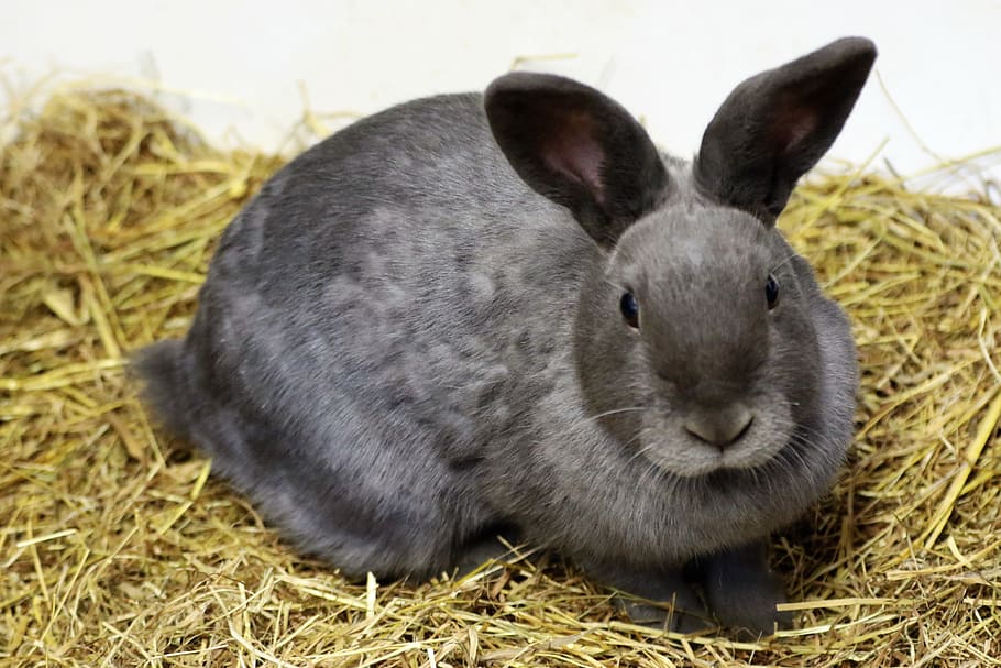 gris, conill, marró, fenc, Pasqua, animal, bonic, mascota, esponjós, mamífer, nacional, primavera, infància, rosegador, dolç, pelut, orelles, naturalesa, divertit, adorable, temes d'animals, animals domèstics, un animal, herba, conill - animal, mascotes, fauna animal, vertebrats, primer pla, dia, planta, cap gent, palla, orella animal, herbívors, cap d’animals, bigotis, 5K