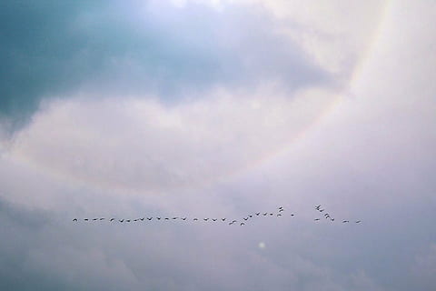 passarinhos, vôo, nuvens, voar, mosca, pássaro aquático, enxame, natureza, céu, brilhar, aves migratórias, de praia, animais, mar, agua, costa, criatura, Dom, mundo animal, pássaro, bando de pássaros, animal, migrando, nuvem - céu, grande grupo de animais, grupo de animais, animais em estado selvagem, vertebrado, visão de baixo ângulo, temas animais, animais selvagens, beleza na natureza, ninguém, dia, ar, arco Iris, avião, 1080P, CC0, domínio público, royalty free