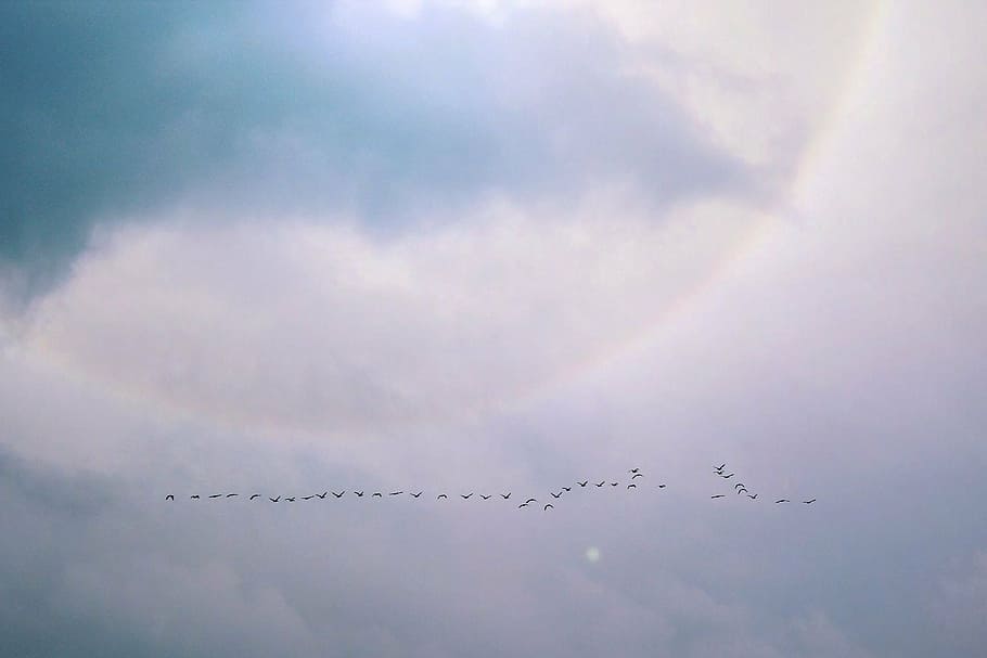 ocells, volant, núvols, vol, volar, ocell aquàtic, eixam, naturalesa, cel, espurna, aus migratòries, platja, animals, mar, aigua, Costa, criatura, sol, món animal, ocell, ramat d’ocells, animal, migració, núvol - cel, gran grup d’animals, grup d’animals, animals a la natura, vertebrats, vista d’angle baix, temes d'animals, fauna animal, bellesa a la natura, cap gent, dia, a l'aire, arc de Sant Martí, avió, 1080P