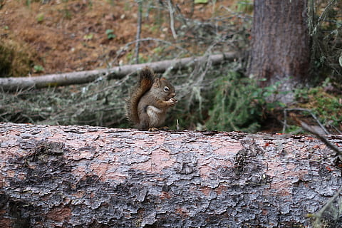 chipmunk, log, nut, canada, national park, animal, animal wildlife, animal themes, one animal, mammal, animals in the wild, rodent, tree, no people, nature, vertebrate, focus on foreground, squirrel, plant, day, outdoors, land, tree trunk, forest, trunk, bark, 5K, CC0, public domain, royalty free