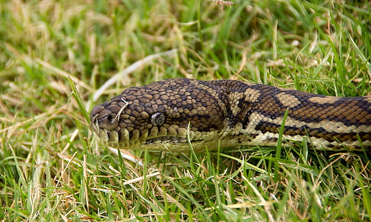 covor piton, şarpe, piton, cap, a închide, ochi, iarbă, negru, galben, model, Australia, queensland, piele, sălbatic, un animal, animale tematice, animal, animale sălbatice, animale în sălbăticie, târâtoare, animale vertebrate, plantă, natură, nici o persoana, Culoarea verde, zi, camp, teren, partea corpului animalului, în aer liber, selectiv, pe scara animalelor, otrăvitor, cap de animal, fir de iarbă, gura animalului, 2K, CC0, domeniu public, fără drepturi de autor