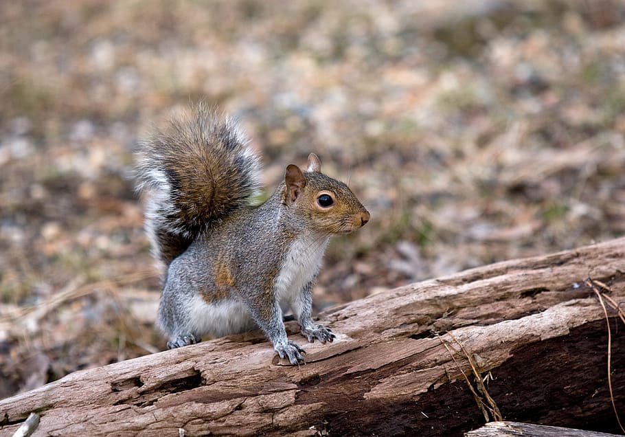esquirol, salvatge, animal, bosc, naturalesa, arbre, bonic, parc, mamífer, rosegador, caure, fauna animal, un animal, ardilla, animals a la natura, cap gent, longitud completa, centrar-se en primer pla, primer pla, vertebrats, dia, terra, 2K