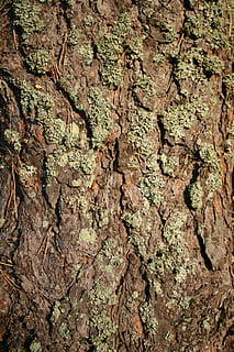 furu, bark, tre, ramme, nåletre, nåler, full ramme, bakgrunn, strukturert, ujevn, stamme, trestamme, ingen folk, mønster, natur, nærbilde, anlegg, plantebark, vekst, dag, tre - materiale, brun, naturlig mønster, utendørs, lichen, 2K, CC0, offentlig domene, opphavsrett gratis