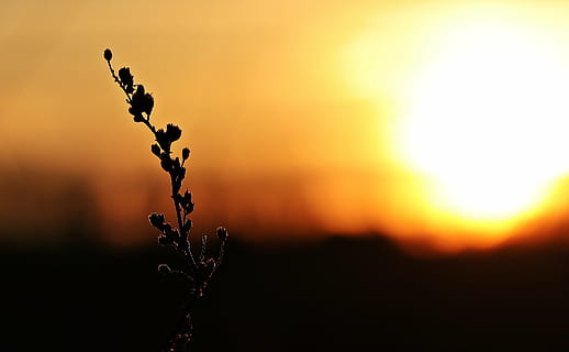 Silhouette, Pflanze, golden, Zeit, Sonnenuntergang, Sonne, Abendhimmel, Wolken, abendstimmung, untergehende Sonne, Panorama, Himmel, Nachglühen, Bäume, Romantik, Stimmung, Sonnenlicht, romantisch, Wintersonne, Winter, Abendstunden, Abend, Dämmerung, entfernt, Gegenlicht, atmosphärisch, Horizont, Atmosphäre, Landschaft, Natur, rot, immer noch, Orange, keine Leute, draußen, Nahansicht, Tag, Schönheit in der Natur, Szenen - Natur, Ruhe, Fokus auf den Vordergrund, Umgebung, orange Farbe, hinterleuchtet, Nicht-städtische Szene, ruhige Szene, 2K, CC0, gemeinfrei, lizenzfrei