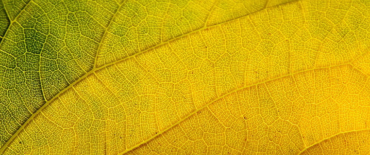 fotografía macro, verde, amarillo, hoja, estructura, hoja de otoño, naturaleza, natural, textura, orgánico, hojas, hoja verde, botánica, hojas verdes, temporada, ambiente, planta, modelo, flora, otoño, deja el fondo, fondo de otoño, antecedentes, de cerca, texturizado, fotograma completo, industria, parte de la planta, nadie, macro, belleza en la naturaleza, color verde, patrón natural, textil, vena de la hoja, día, al aire libre, vulnerabilidad, fondos abstractos, florido, efecto texturizado, 2K, CC0, dominio público, libre de derechos