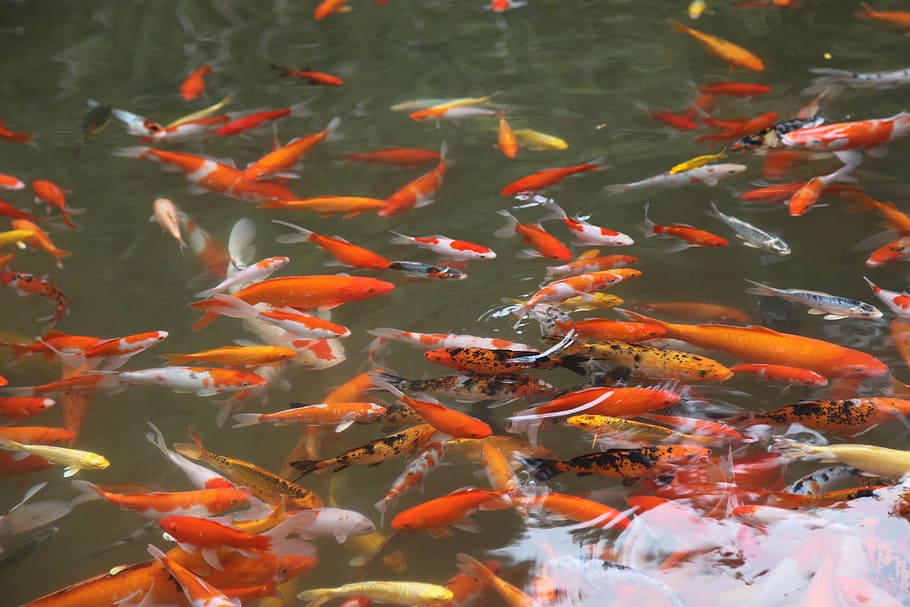 Fisch, Schwimmbad, Fütterung, koi, Gruppe von Tieren, große Gruppe von Tieren, Tiere in freier Wildbahn, Tierwelt, Wasser, Schwimmen, Tierthemen, Tier, Wirbeltier, See, Karpfen, Fischschwarm, unter wasser, Koi Karpfen, orange Farbe, Natur, keine Leute, Marine, draußen, Orange, 4K